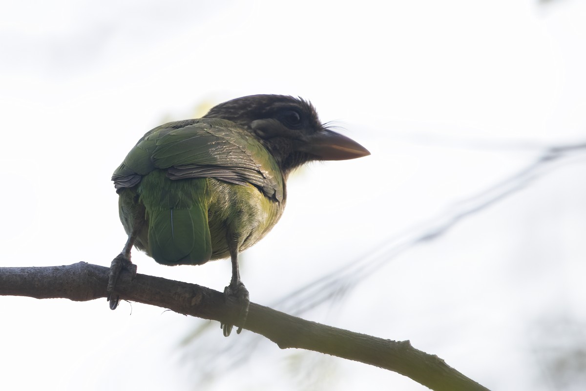 White-cheeked Barbet - ML544580881