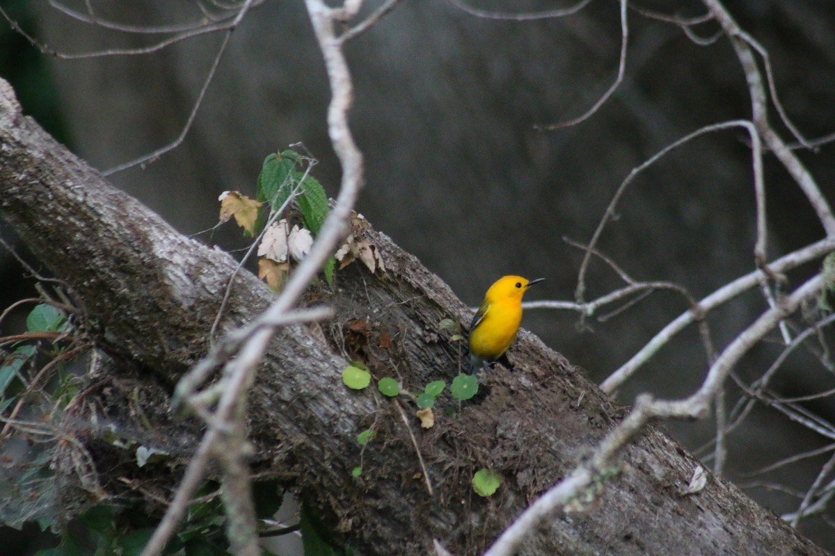 Prothonotary Warbler - ML54458111