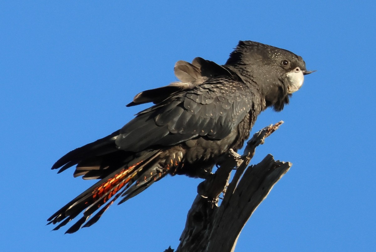 Red-tailed Black-Cockatoo - David Pennock