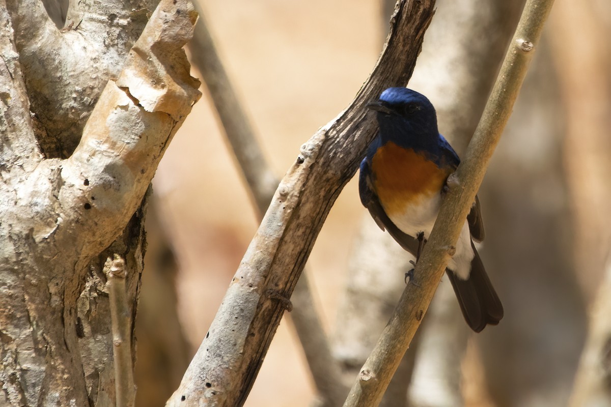 Blue-throated Flycatcher - ML544581561