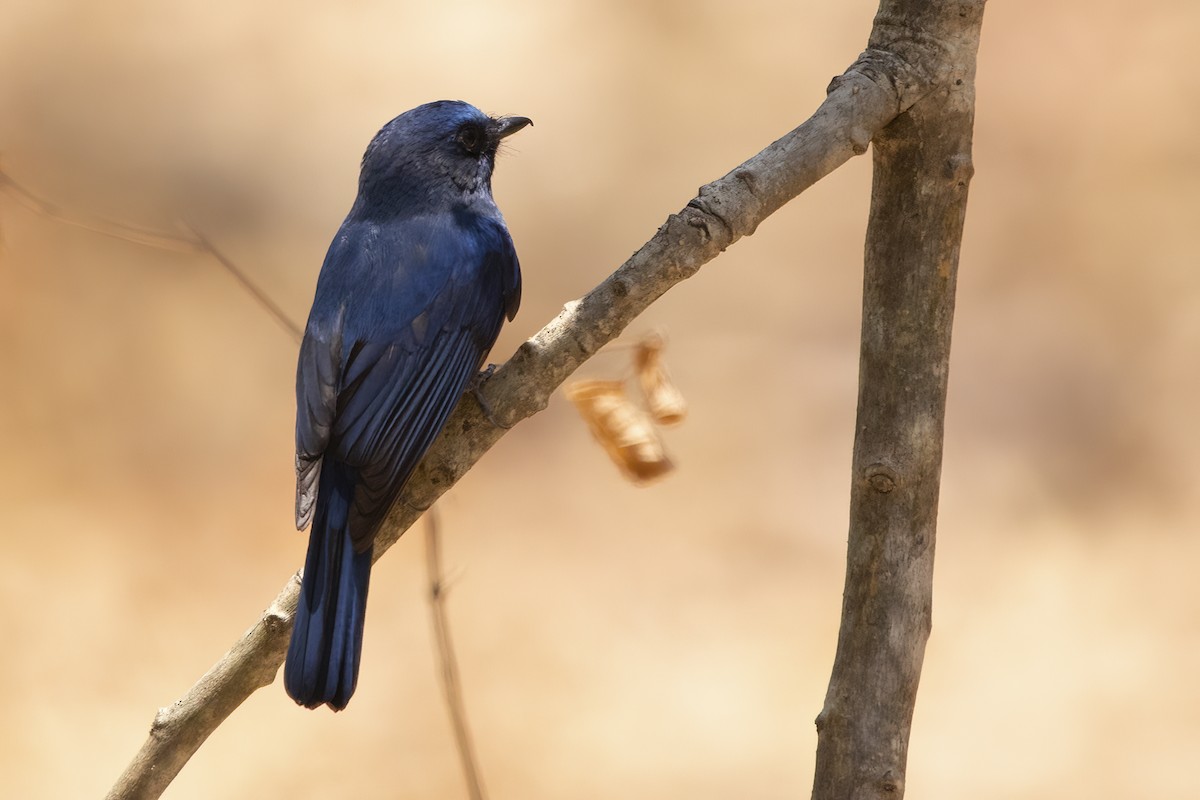 Blue-throated Flycatcher - ML544581571