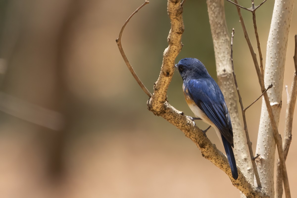 Blue-throated Flycatcher - Ravi Jesudas