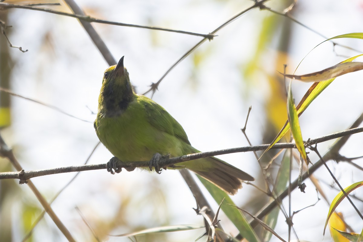 Golden-fronted Leafbird - ML544582011