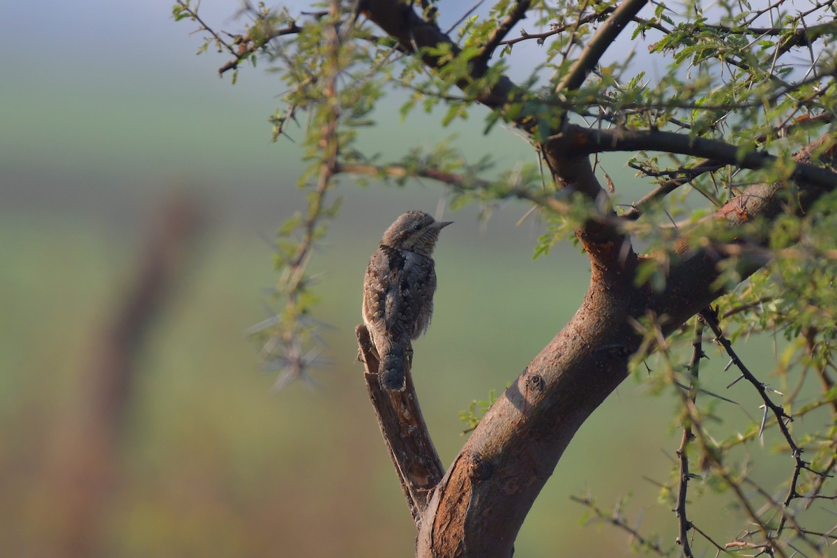 Eurasian Wryneck - ML544582511