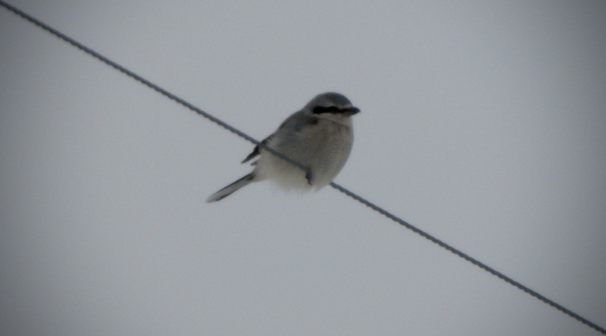 Northern Shrike - ML544584451