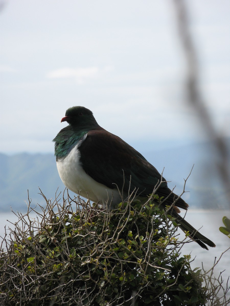 New Zealand Pigeon - ML544586971
