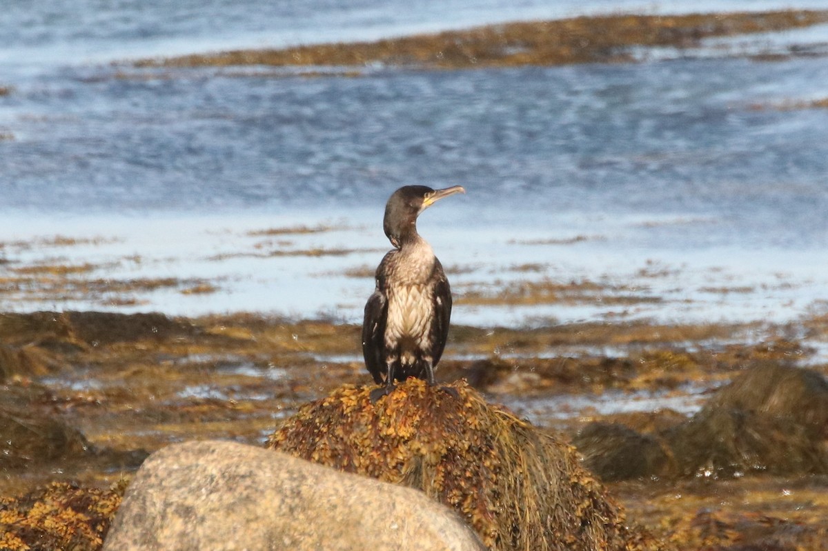 Тураг гогой - ML544587811