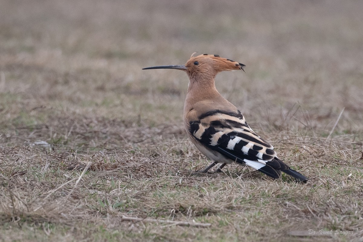 Eurasian Hoopoe - ML544588151