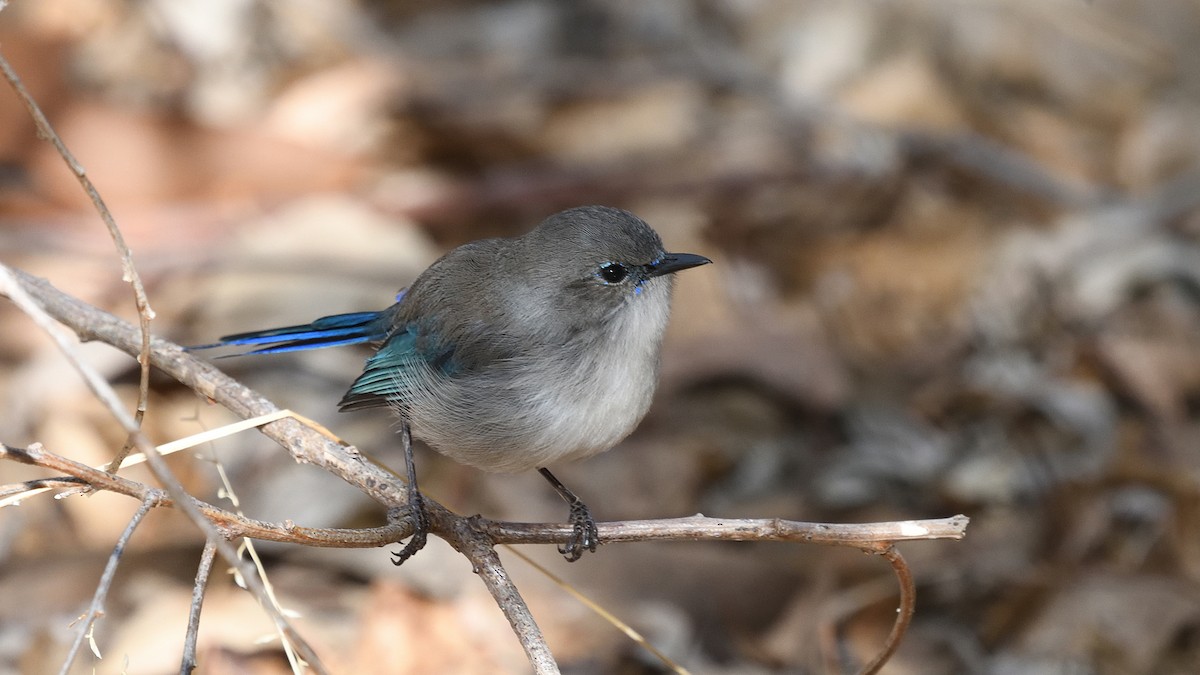 Splendid Fairywren - ML544589741