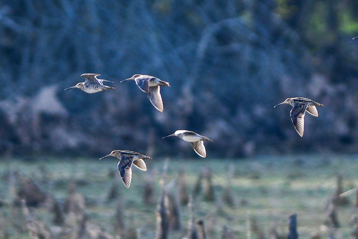 Wilson's Snipe - ML544589901