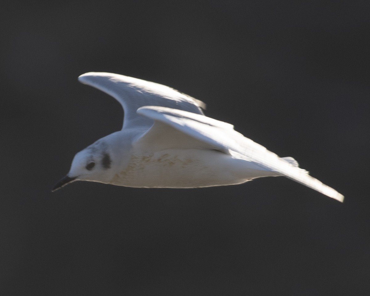 Bonaparte's Gull - ML544590821