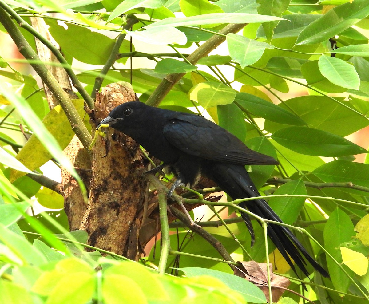 Cuclillo Drongo Coliahorquillado - ML544591471