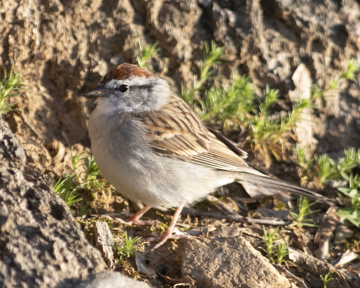 Chipping Sparrow - ML544591591