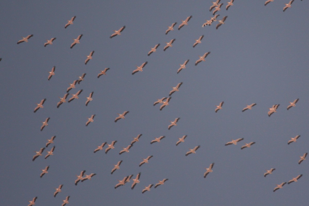 Great White Pelican - ML544591901