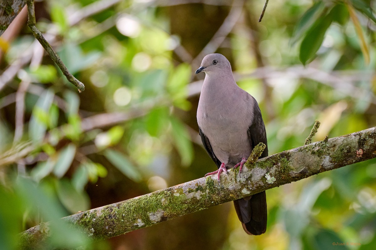 Plumbeous Pigeon - ML544593221