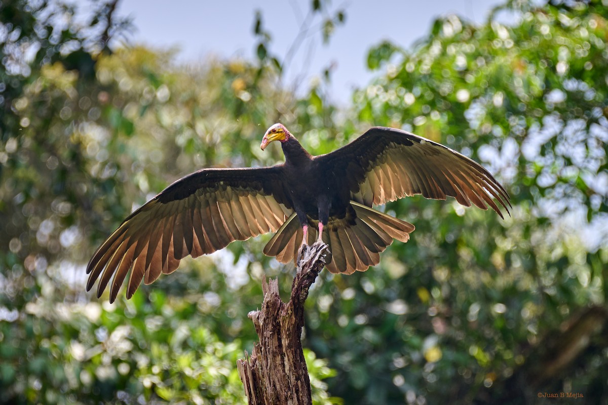 Greater Yellow-headed Vulture - ML544593331