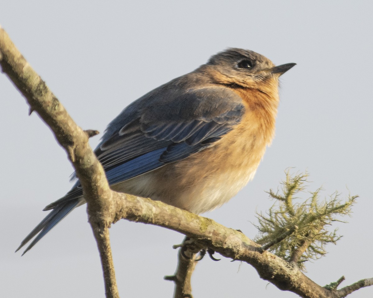 Eastern Bluebird - ML544593511