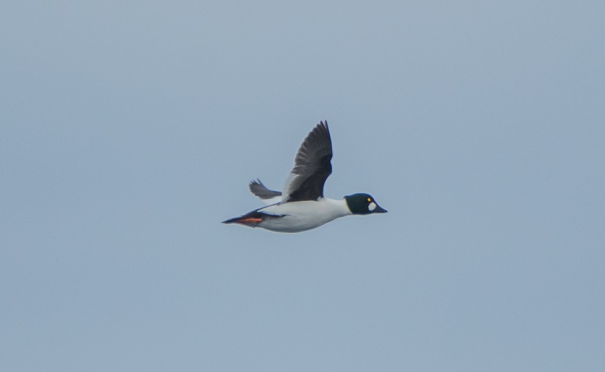 Common Goldeneye - ismael chavez