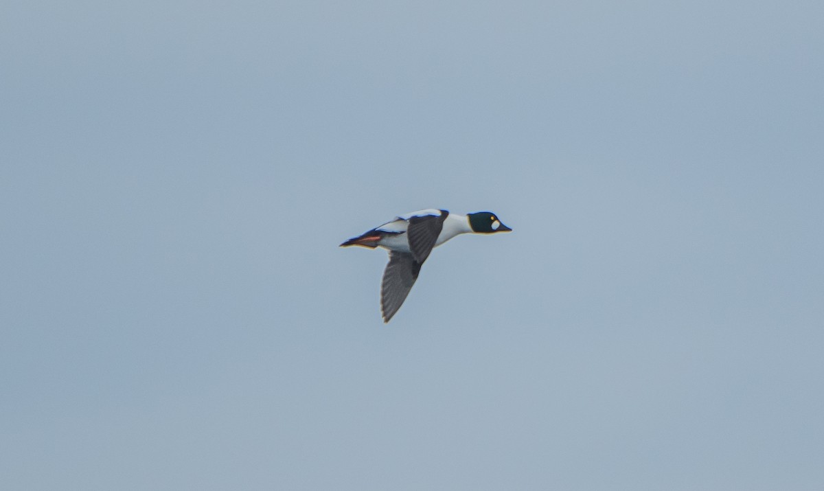 Common Goldeneye - ismael chavez