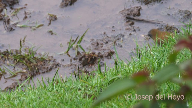 Black-billed Nightingale-Thrush - ML544594431