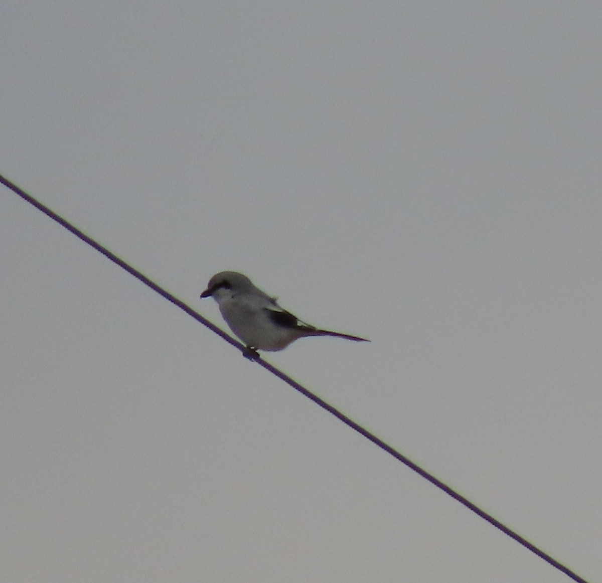 Northern Shrike - ML544595051