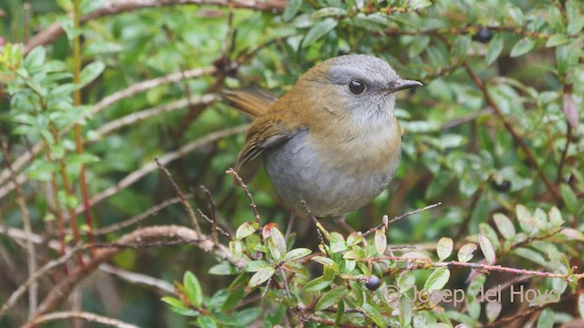 Black-billed Nightingale-Thrush - ML544595991