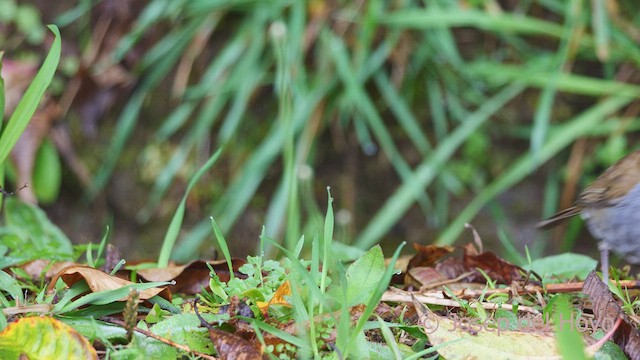 Black-billed Nightingale-Thrush - ML544598291