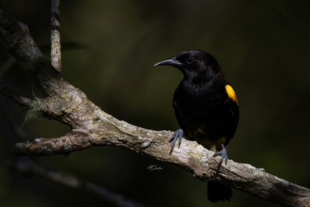 Puerto Rican Oriole - ML544598921