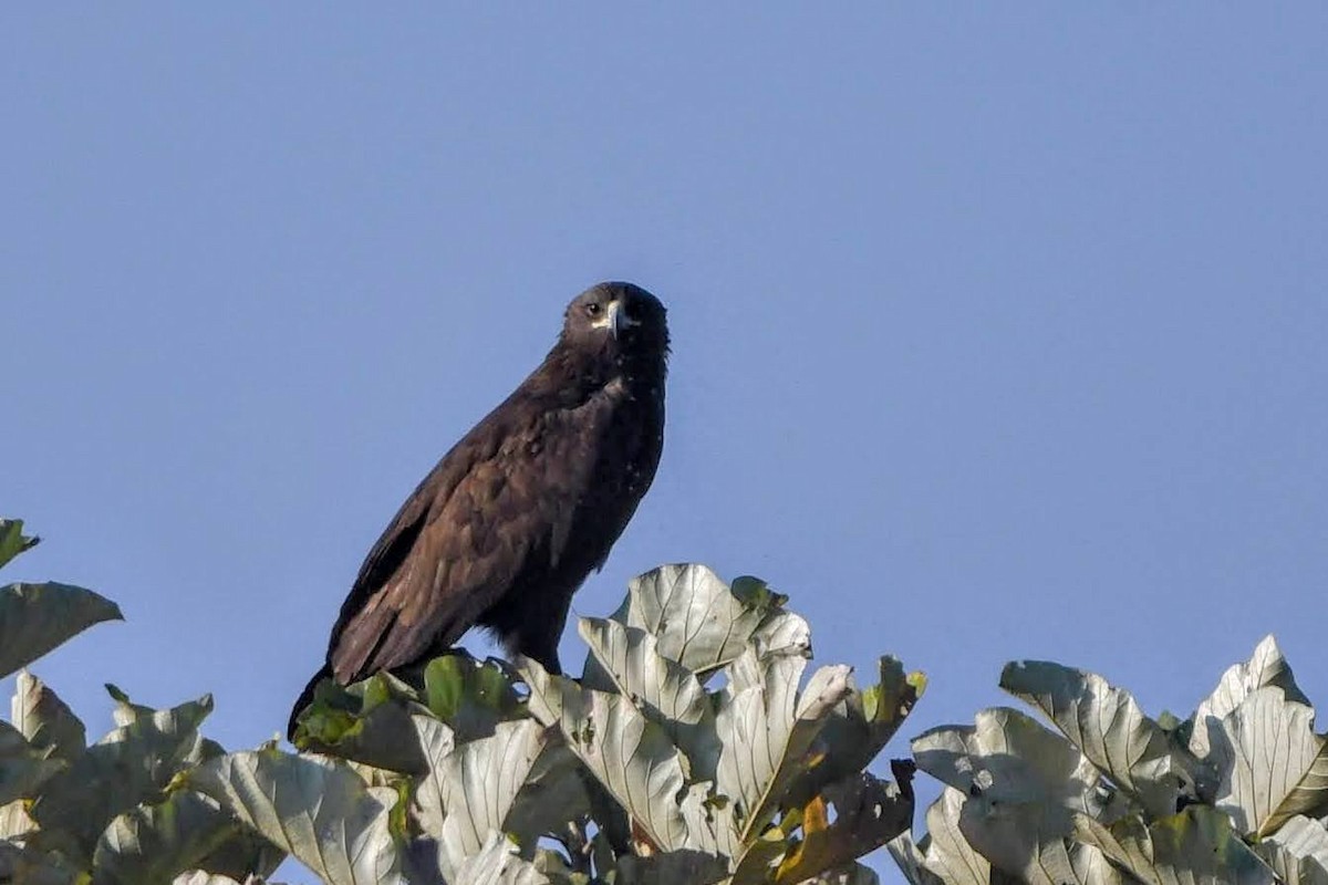 Greater Spotted Eagle - Thrilok Narayanappa
