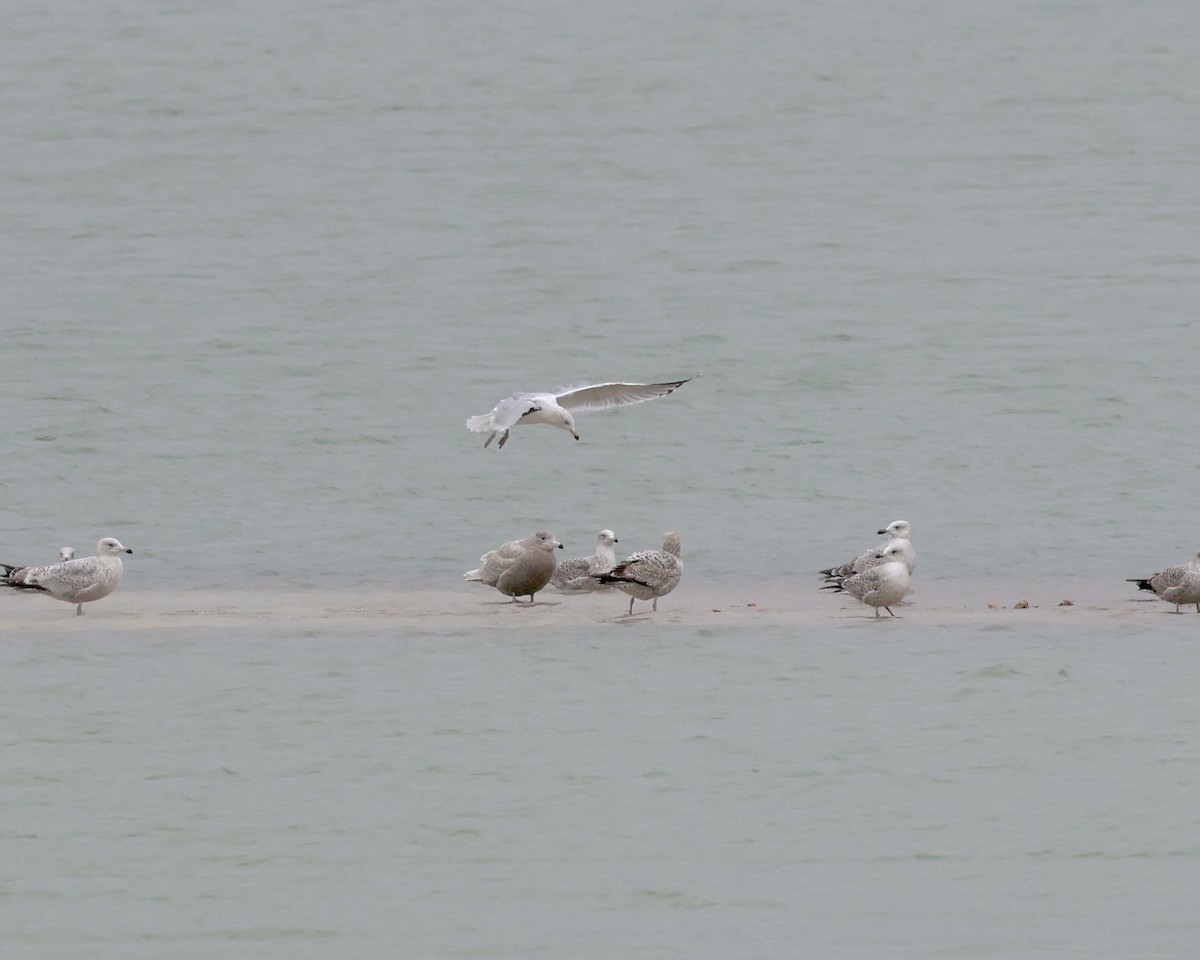 Glaucous Gull - ML544600221