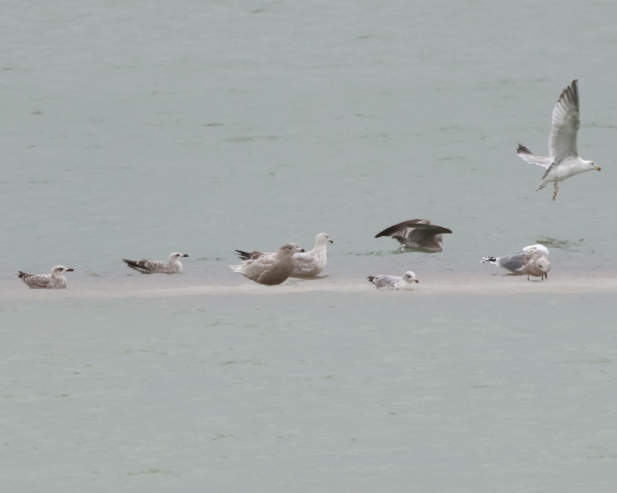 Glaucous Gull - ML544600231