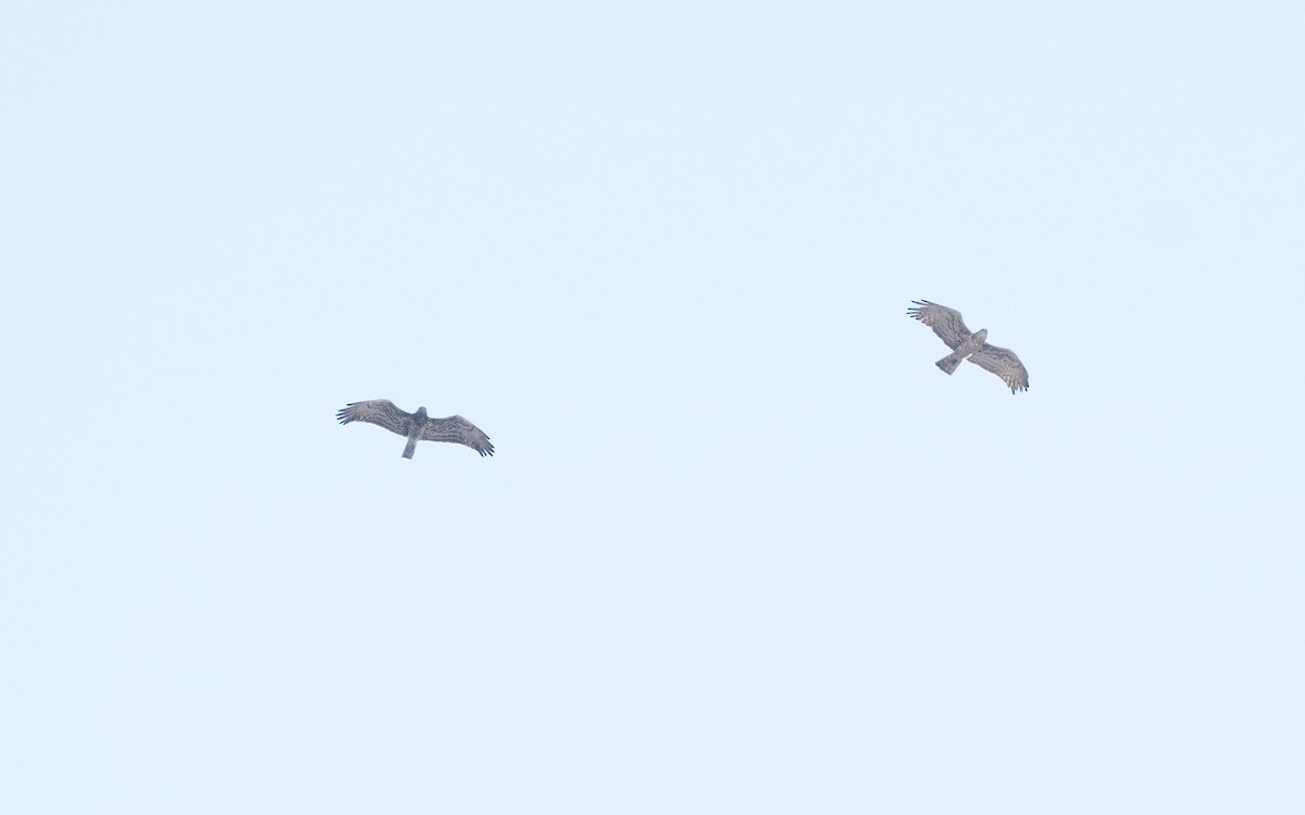 Short-toed Snake-Eagle - ML544600911