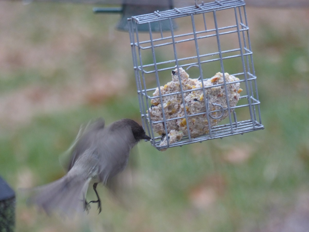 Eastern Phoebe - ML544601771