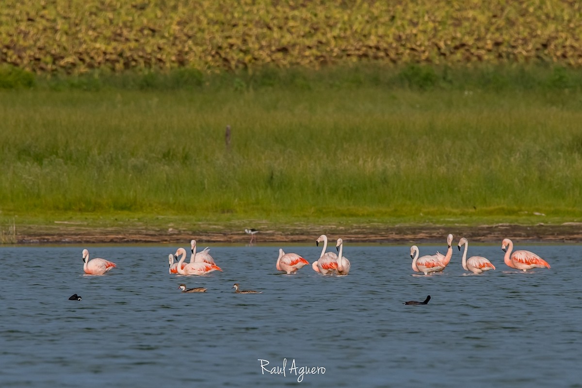 Flamant du Chili - ML544602291