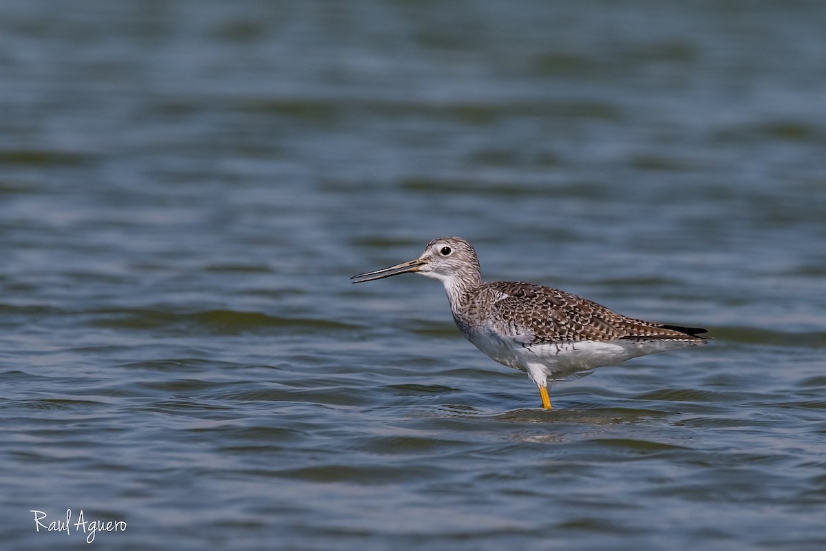 Greater Yellowlegs - Raul Aguero