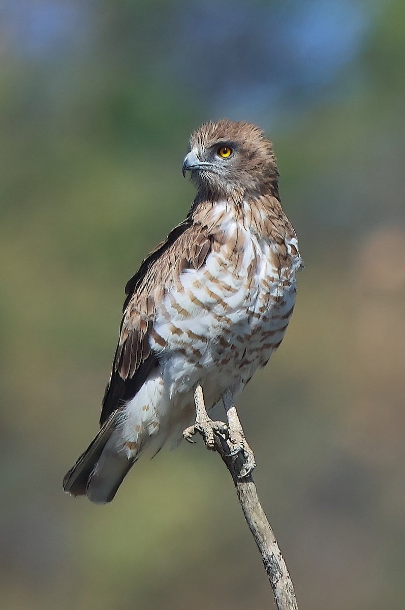 Short-toed Snake-Eagle - ML544603311