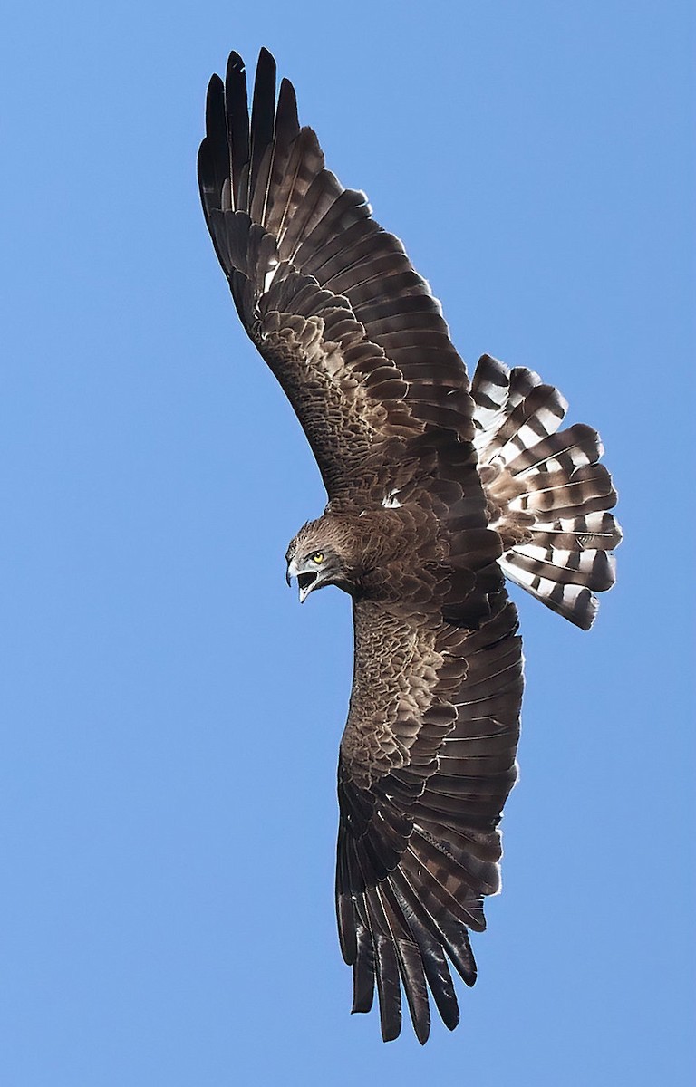 Short-toed Snake-Eagle - ML544603321