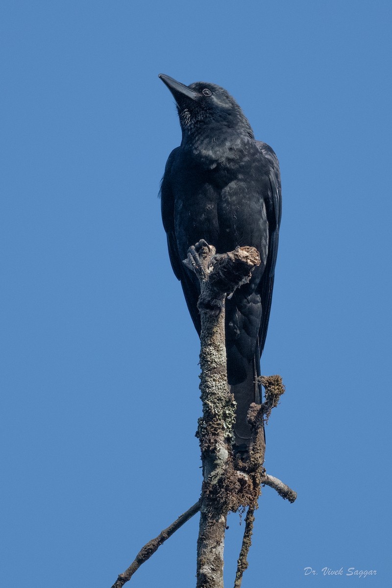 Corbeau à gros bec - ML544603611