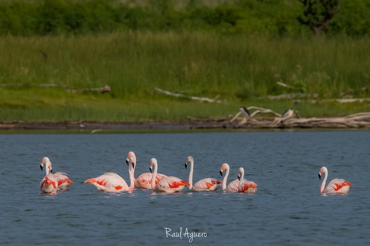 Flamant du Chili - ML544604361