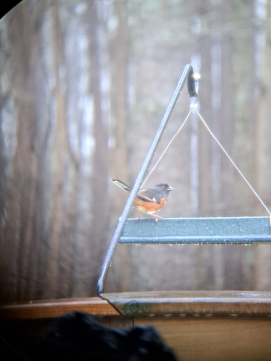 Eastern Towhee - ML544604731