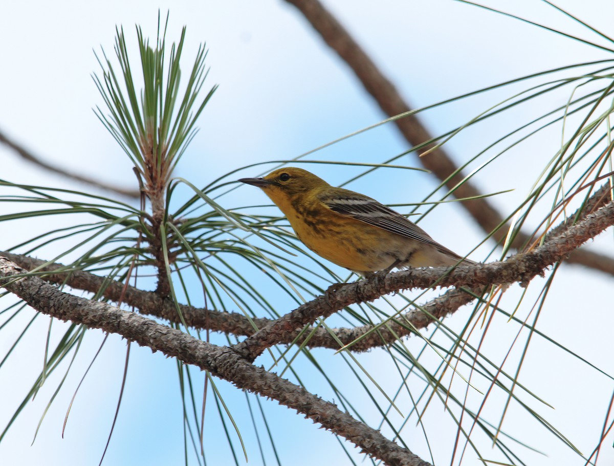 Pine Warbler - ML544605341