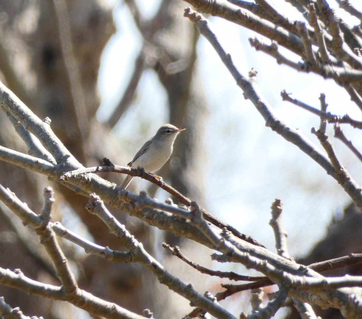 Booted Warbler - ML544607751