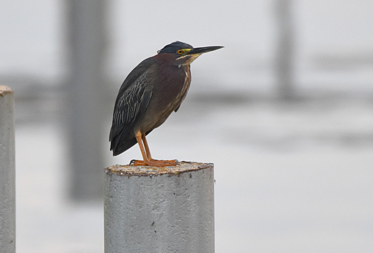 Green Heron - Glenn Wyatt