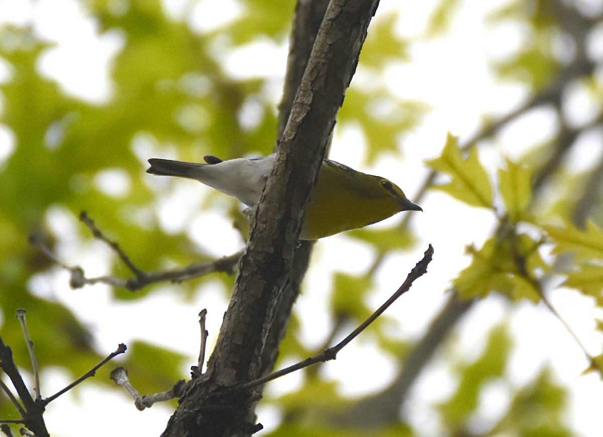 Yellow-throated Vireo - Glenn Wyatt