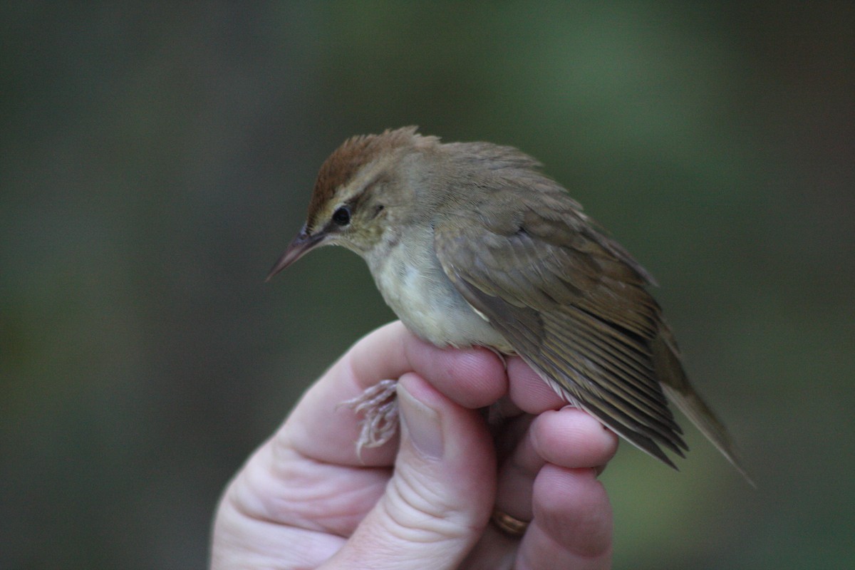 Swainson's Warbler - ML544609311