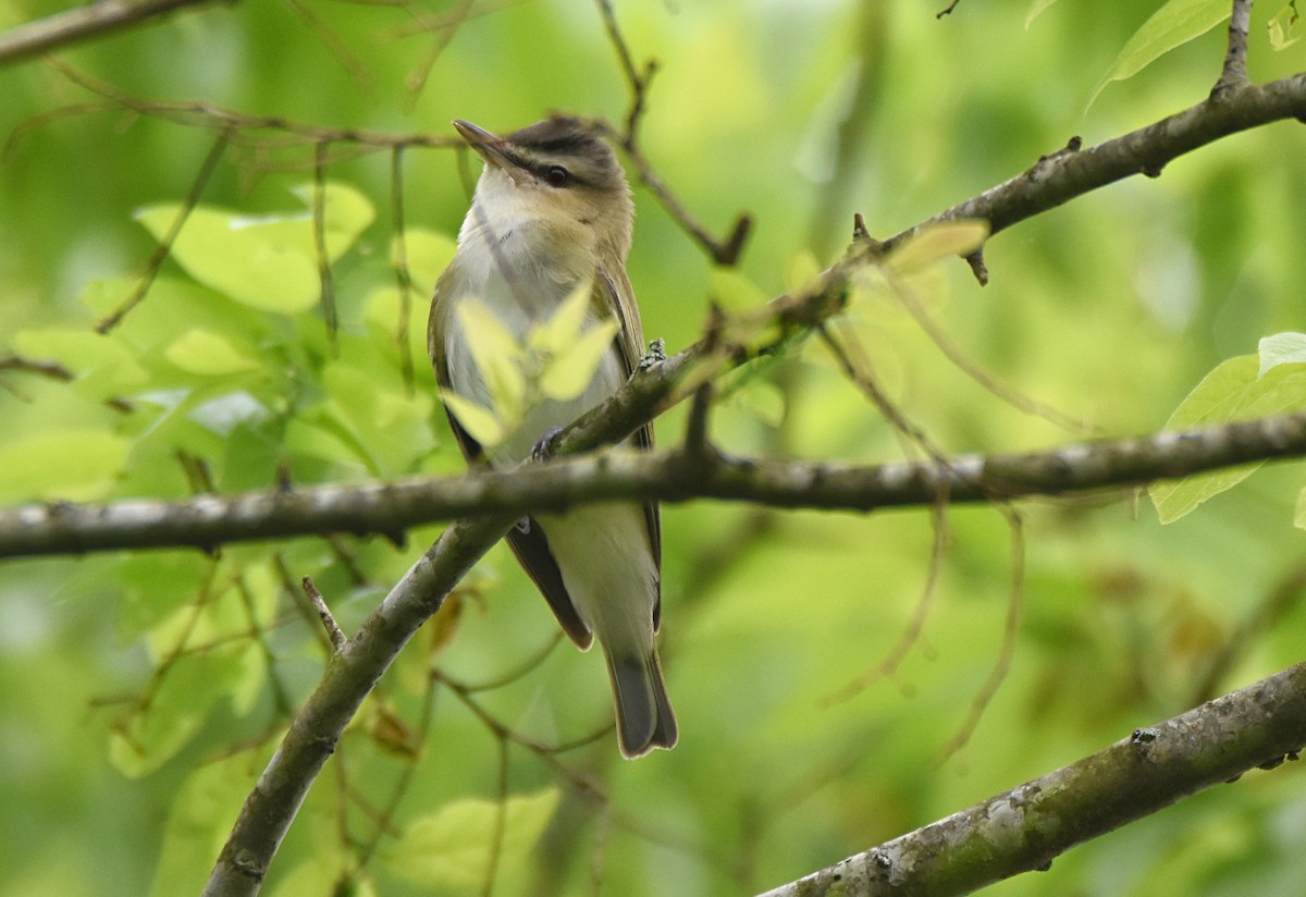 Red-eyed Vireo - ML54461001