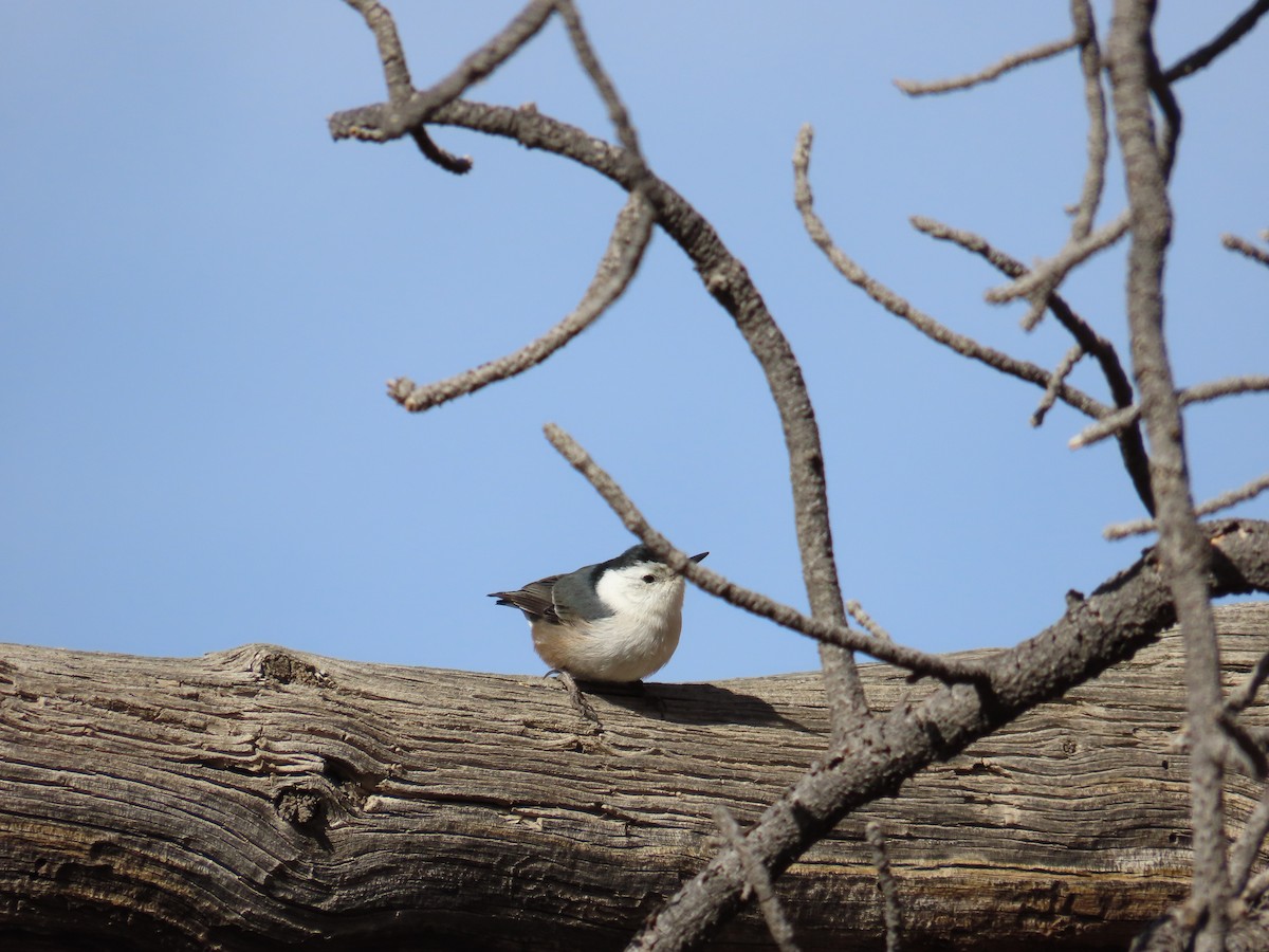 White-breasted Nuthatch - ML544610201