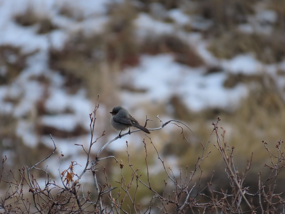 Bushtit - ML544610461