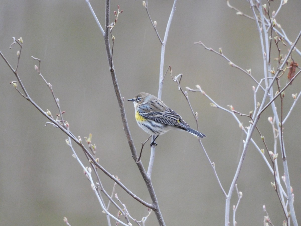 Yellow-rumped Warbler - ML544610691