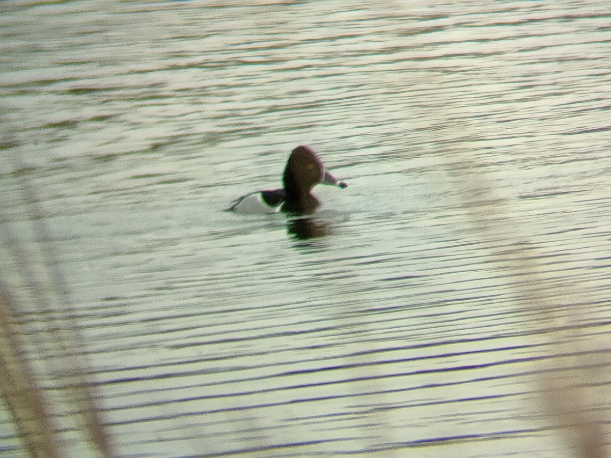 Ring-necked Duck - ML544611021